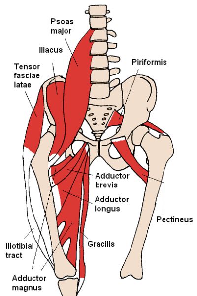 Hip Muscle Anatomy Diagram