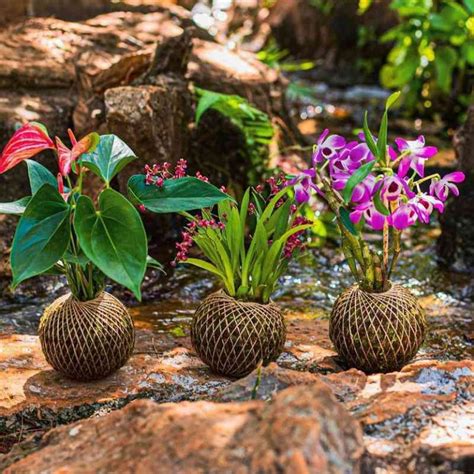 Kokedama Como Fazer Cuidar E Melhores Plantas Para Usar Artesanato