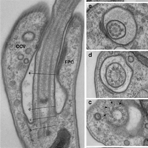 (PDF) Flagellum Structure and Function in Trypanosomes