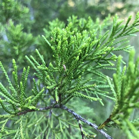 Eastern Red Cedar Tree