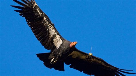 Endangered California Condors Seen In Sequoia National Park For First