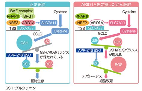 Arid1a 遺伝子変異がんを対象に代謝を標的とした新たながん治療法を発見 国立研究開発法人日本医療研究開発機構