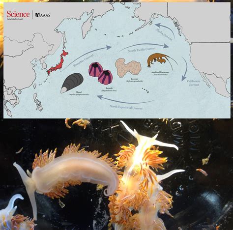 Species New To Science Biogeography Tsunami Driven Rafting