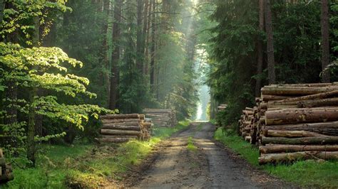 O Lasach I Le Nictwie W Stron Zr Wnowa Onego Rozwoju Dziennik Zachodni