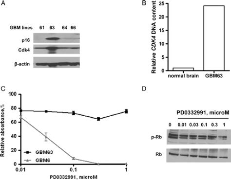 Effects Of Pd0332991 On Additional Gbm Xenograft Lines A Western