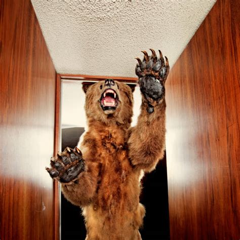 Royalty Free Scary Bear Pictures, Images and Stock Photos - iStock