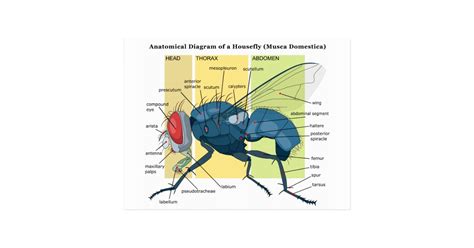 Anatomy of a Housefly Diagram Musca Domestica Postcard | Zazzle