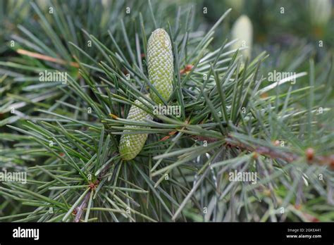 Ramas Con Conos De Cedrus Deodara Cedro De Deodar O Cedro Del Himalaya