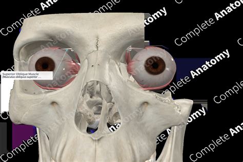 Superior Oblique Muscle Complete Anatomy