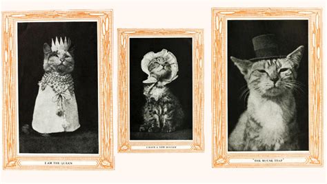 Century Old Photos Of Cats Dressed In Human Clothes Are Hilarious Nerdist