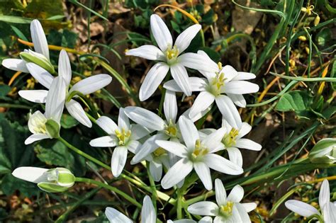 How To Grow And Care For Star Of Bethlehem