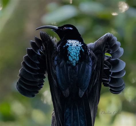 Black Sicklebill Bird Of Paradise Arfak West Papua Indo Flickr