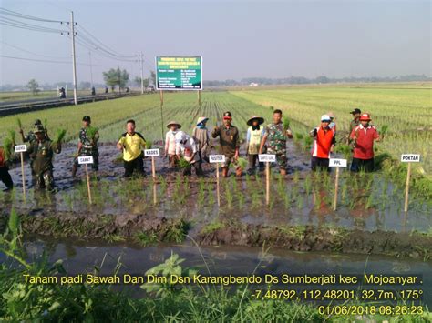 Kodim Mojokerto Buat Model Tanaman Padi Menggunakan Organik Bios