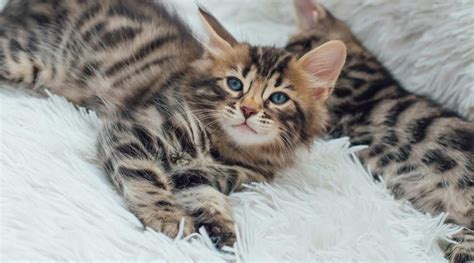 Maine Coon Cat Bengal Mix Breed Overview Love Your Cat