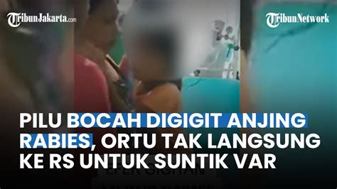 Pilu Bocah Digigit Anjing Rabies Ortu Tak Langsung Suntik Vaksin Anti