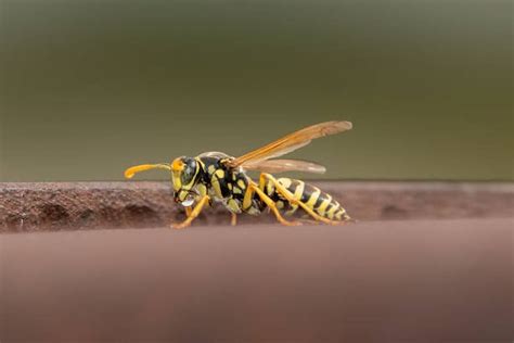 The Spiritual Meanings of Yellow Jacket & Symbolism