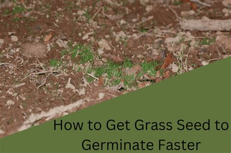 How To Get Grass Seed To Germinate Faster In Ways