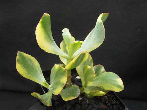 Crassula Blue Bird Variegated Roraima Nursery