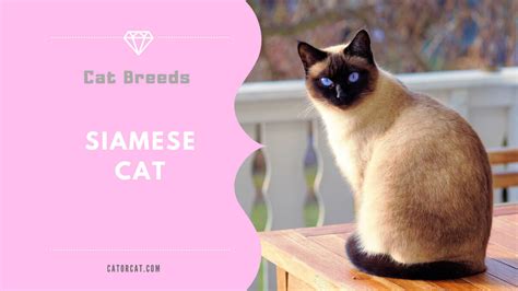 Ciamese Cat Breed - Facts, Origin, History and Personality Traits