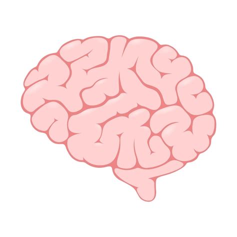 Cerebro Humano Dibujo Cerebro Rosa Vector Premium