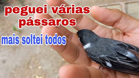 pegando pássaros no quintal de casa será que peguei muitos YouTube