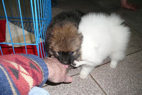 Beijing: dogs in the kitchen - Surviving Beijing since 1980