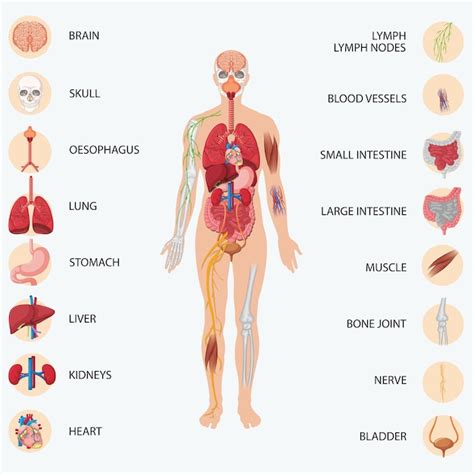 Ensemble D Organes Humains De Dessin Anim De Vecteur Vecteur Premium