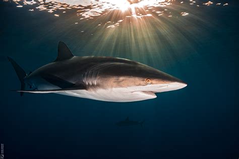 Silky Sunset Andy Schmid Underwater Photography