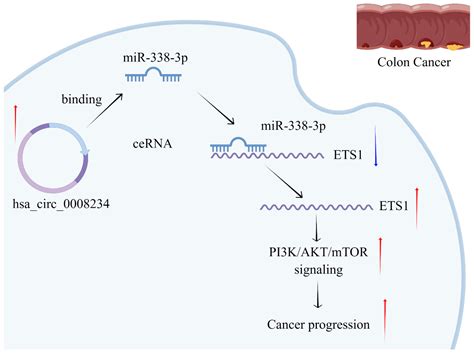 Cancers Free Full Text Circrna Rna Hsa Circ Promotes Colon