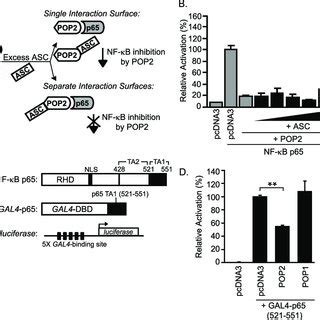 Pop Inhibits Nf B P Independently Of Asc By Interfering With Nf B