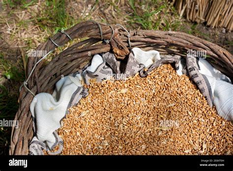 Rustic Basket With Dry Wheat Seeds Stock Photo Alamy