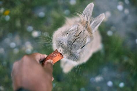 Premium Photo | Dwarf rabbit