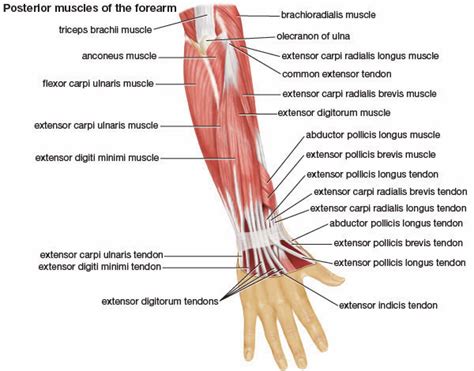 肘肌anconeus Muscle 小小整理網站 Smallcollation