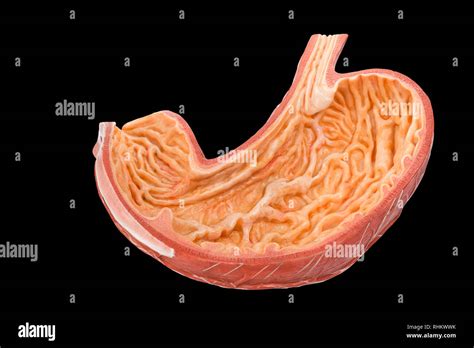 Model Inside Of Human Stomach Isolated On Black Background Stock Photo