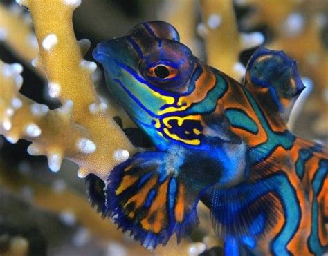 dragonet - Google Images | Reef tank, Lovely creatures, Underwater ...