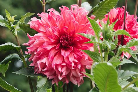 Dahlias Plant Care Growing Guide