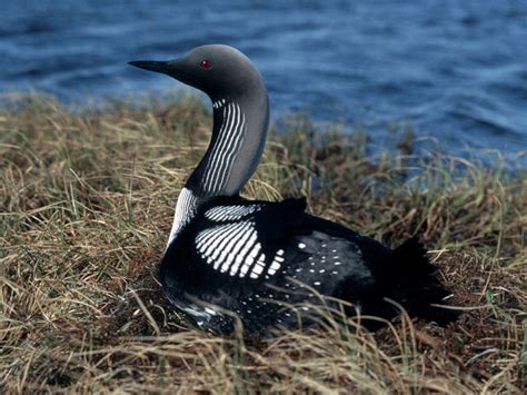 Arctic Loon | Loon, Bird pictures, Aquatic birds