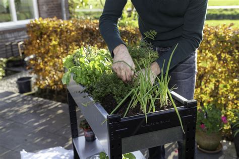 Verse Groenten Kweken In Een Bak Moestuin Groenten Kweken Groenten