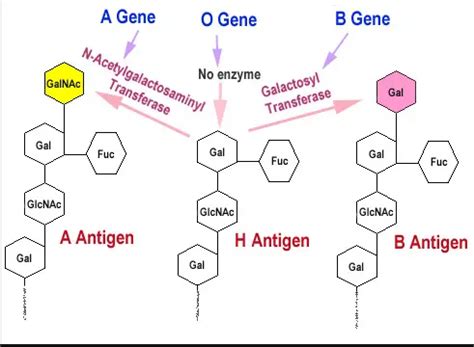 Difference Between O And H Antigen - Relationship Between