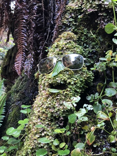 complex thalloid liverworts  coos bay    september