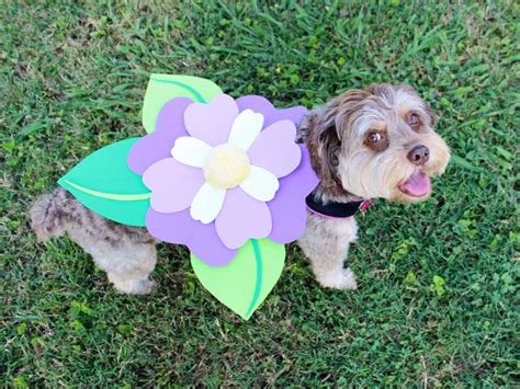 No Sew Halloween Pet Costume Flower Hgtv