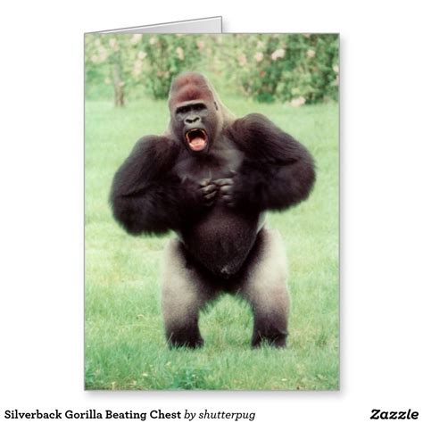 Silverback Gorilla Beating Chest Card | Zazzle.ca | Silverback gorilla ...