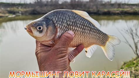 МОРМЫШИНГ ловит карасей!!! Как ловить на мормо? - YouTube