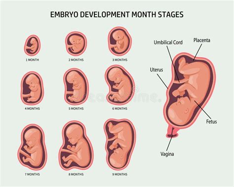 Embri N En El Conjunto De Tero Desarrollo Y Crecimiento Del Feto En