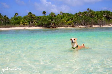 Indigenous Animals of Cozumel - Barefoot Dive Center