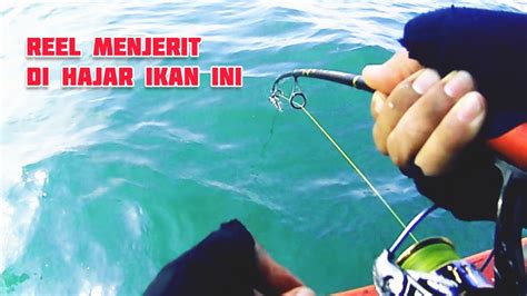 Reel Menjerit Joran Sampai Nyelup Di Hajar Ikan Besar Strike Ikan