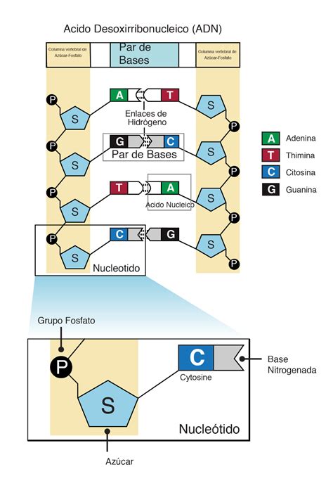 Nucleótido NHGRI Bioquímica Lecciones de química Enseñanza de química