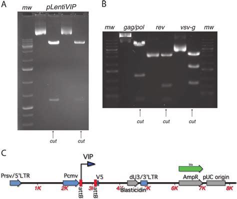 Construction Of Lentivip Vector Ecori And Xhoi Restriction Enzyme