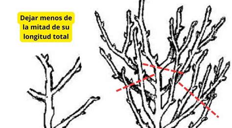 T Cnicas De Poda Para Rboles Frutales