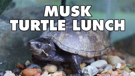 Musk Turtle Animal Feeding Youtube